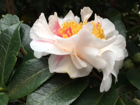 Scented Sun